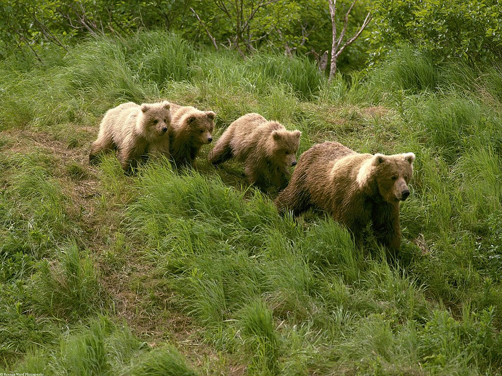 Treasure Hunt, Alaska